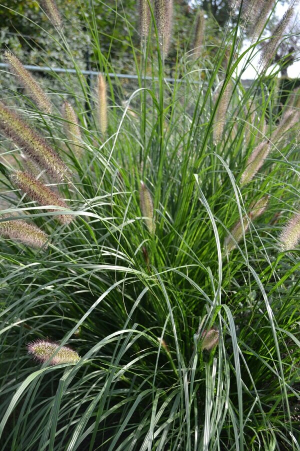 Chinese fountain grass Pennisetum alopecuroides 'Magic' 5-10 pot P9 Pennisetum alopecuroides 'Magic'