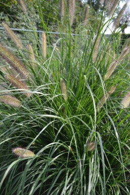 Chinese fountain grass Pennisetum alopecuroides 'Magic' 5-10 pot P9 Pennisetum alopecuroides 'Magic'