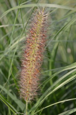 Chinese fountain grass Pennisetum alopecuroides 'Magic' 5-10 pot P9