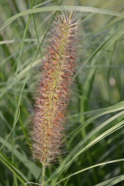 Chinese fountain grass Pennisetum alopecuroides 'Magic' 5-10 pot P9 Pennisetum alopecuroides 'Magic'