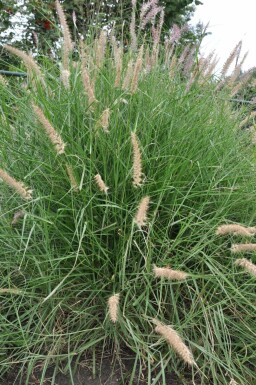 Oriental fountain grass Pennisetum orientale 5-10 pot P9 Pennisetum orientale