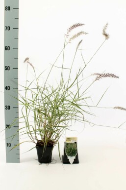 Oriental fountain grass Pennisetum orientale 5-10 pot P9