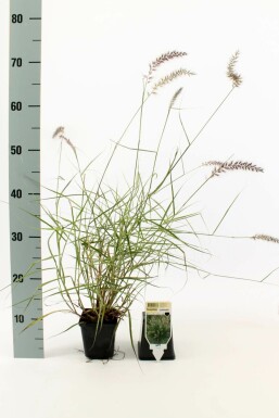Oriental fountain grass Pennisetum orientale 5-10 pot P9 Pennisetum orientale