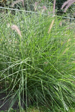 Oriental fountain grass Pennisetum orientale 5-10 pot P9