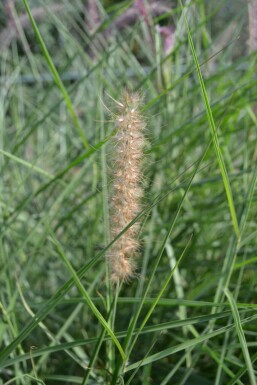 Oriental fountain grass Pennisetum orientale 5-10 pot P9