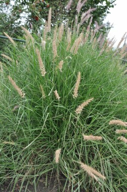 Oriental fountain grass Pennisetum orientale 5-10 pot P9