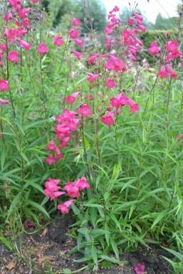 Penstemon Penstemon 'Andenken an F. Hahn' 5-10 pot P9