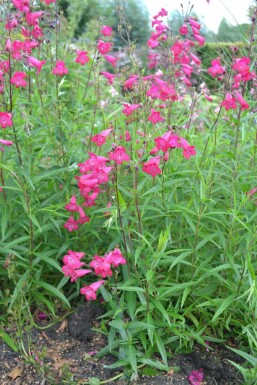 Penstemon Penstemon 'Andenken an F. Hahn' 5-10 pot P9 Penstemon 'Andenken an F. Hahn'