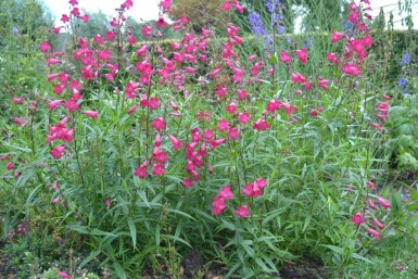 Penstemon Penstemon 'Andenken an F. Hahn' 5-10 pot P9