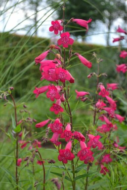 Penstemon Penstemon 'Andenken an F. Hahn' 5-10 pot P9