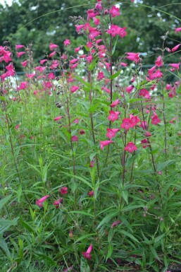 Penstemon Penstemon 'Andenken an F. Hahn' 5-10 pot P9