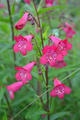 Penstemon Penstemon 'Andenken an F. Hahn' 5-10 pot P9 Penstemon 'Andenken an F. Hahn'