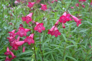 Penstemon Penstemon 'Andenken an F. Hahn' 5-10 pot P9 Penstemon 'Andenken an F. Hahn'