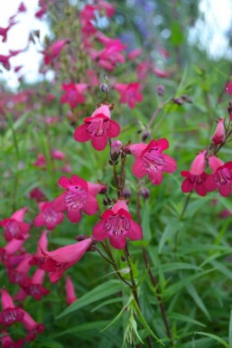 Penstemon Penstemon 'Andenken an F. Hahn' 5-10 pot P9