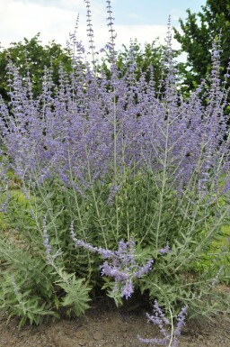 Perovskia Perovskia atriplicifolia 'Blue Spire' 5-10 pot P9