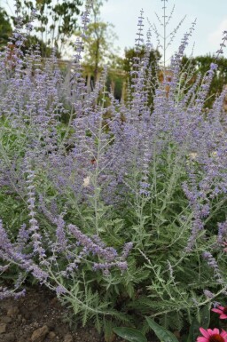 Perovskia Perovskia atriplicifolia 'Blue Spire' 5-10 pot P9