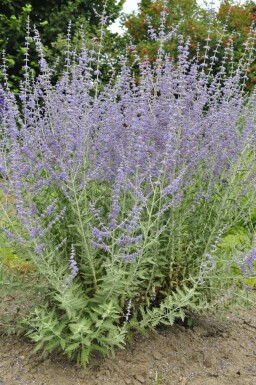 Perovskia Perovskia atriplicifolia 'Blue Spire' 5-10 pot P9