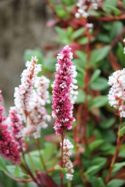 Knotweed Persicaria affinis 'Darjeeling Red' 5-10 pot P9