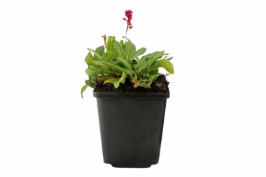 Knotweed Persicaria affinis 'Darjeeling Red' 5-10 pot P9 Persicaria affinis 'Darjeeling Red'