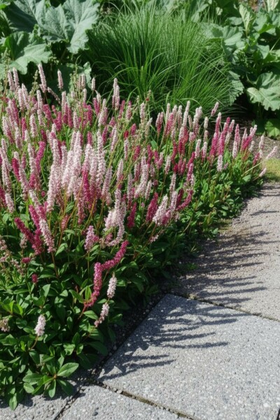 Lesser knotweed Persicaria affinis 'Superba' 5-10 pot P9 Persicaria affinis 'Superba'