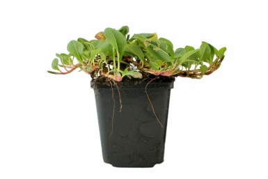 Lesser knotweed Persicaria affinis 'Superba' 5-10 pot P9