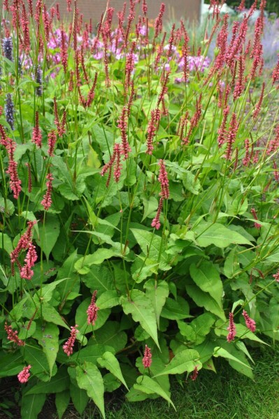 Red bistort Persicaria amplexicaulis 'Speciosa' 5-10 pot P9 Persicaria amplexicaulis 'Speciosa'