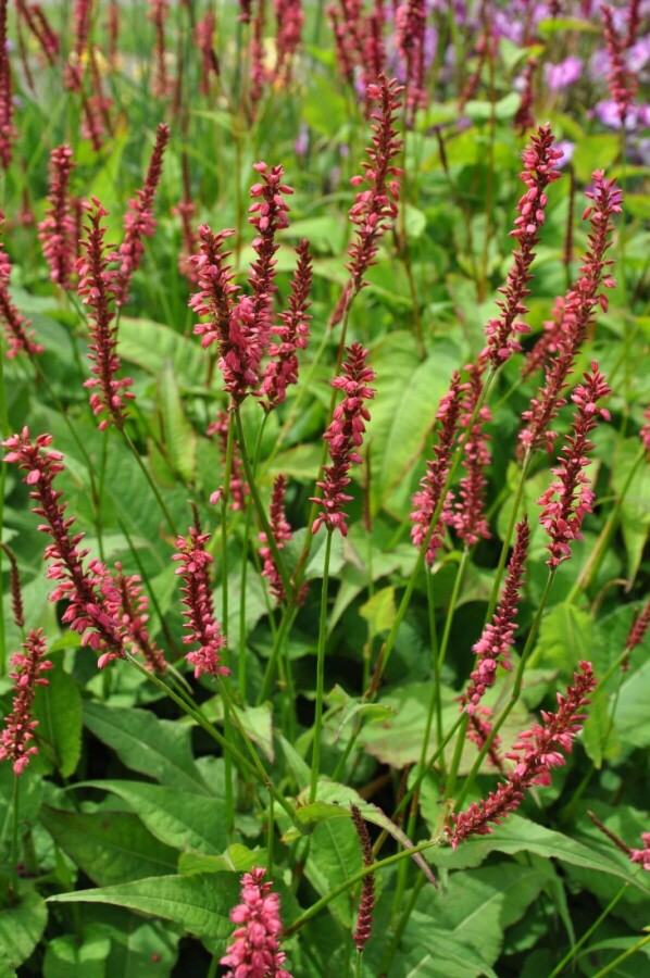 Red bistort Persicaria amplexicaulis 'Speciosa' 5-10 pot P9 Persicaria amplexicaulis 'Speciosa'
