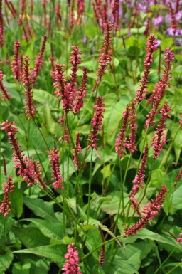 Red bistort Persicaria amplexicaulis 'Speciosa' 5-10 pot P9