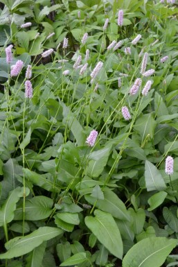 Red bistort Persicaria bistorta 'Superba' 5-10 pot P9 Persicaria bistorta 'Superba'