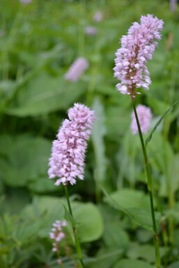 Red bistort Persicaria bistorta 'Superba' 5-10 pot P9 Persicaria bistorta 'Superba'