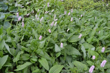 Red bistort Persicaria bistorta 'Superba' 5-10 pot P9 Persicaria bistorta 'Superba'