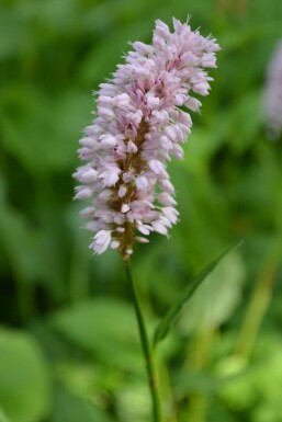 Red bistort Persicaria bistorta 'Superba' 5-10 pot P9 Persicaria bistorta 'Superba'