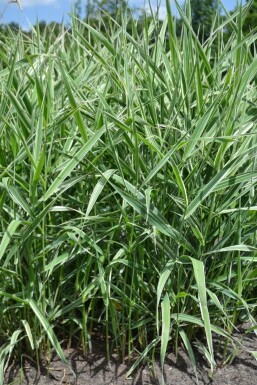 Gardener's garters Phalaris arundinacea 'Picta' 5-10 pot P9 Phalaris arundinacea 'Picta'
