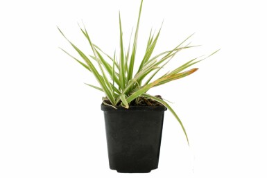 Gardener's garters Phalaris arundinacea 'Picta' 5-10 pot P9 Phalaris arundinacea 'Picta'