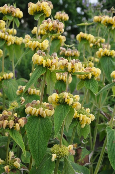 Turkish sage Phlomis russeliana 10-15 pot C2 Phlomis russeliana