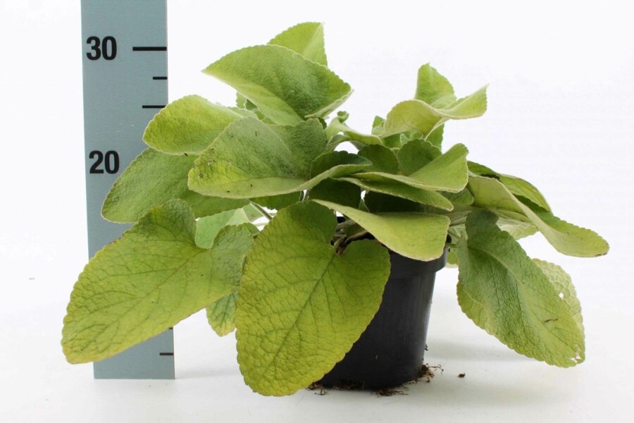 Turkish sage Phlomis russeliana 10-15 pot C2 Phlomis russeliana