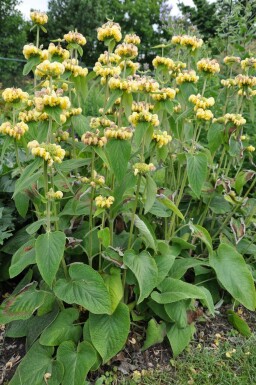 Turkish sage Phlomis russeliana 10-15 pot C2 Phlomis russeliana
