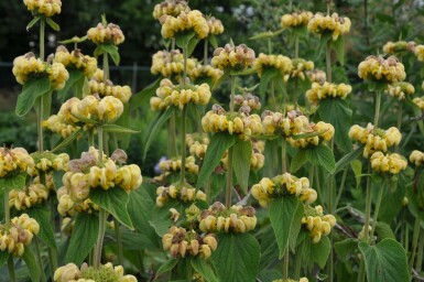 Turkish sage Phlomis russeliana 10-15 pot C2 Phlomis russeliana