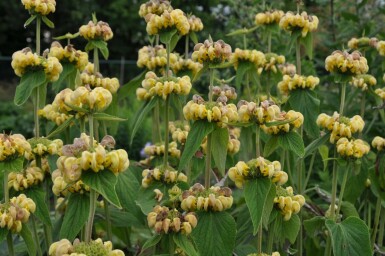 Turkish sage Phlomis russeliana 5-10 pot P9