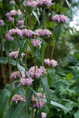 Sage-leaf mullein Phlomis tuberosa 5-10 pot P9 Phlomis tuberosa