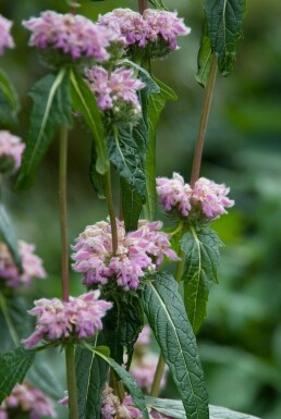 Sage-leaf mullein Phlomis tuberosa 5-10 pot P9 Phlomis tuberosa