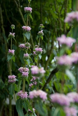 Sage-leaf mullein Phlomis tuberosa 5-10 pot P9