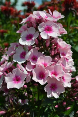 Perennial phlox Phlox paniculata 'Bright Eyes' 5-10 pot P9 Phlox paniculata 'Bright Eyes'