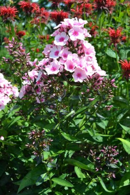Perennial phlox Phlox paniculata 'Bright Eyes' 5-10 pot P9 Phlox paniculata 'Bright Eyes'