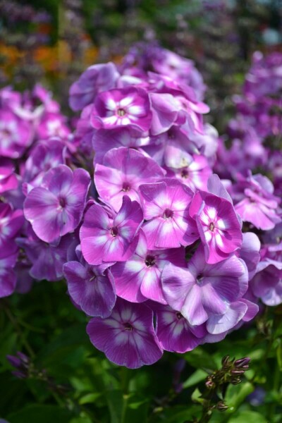 Perennial phlox Phlox paniculata 'Laura' 5-10 pot P9 Phlox paniculata 'Laura'