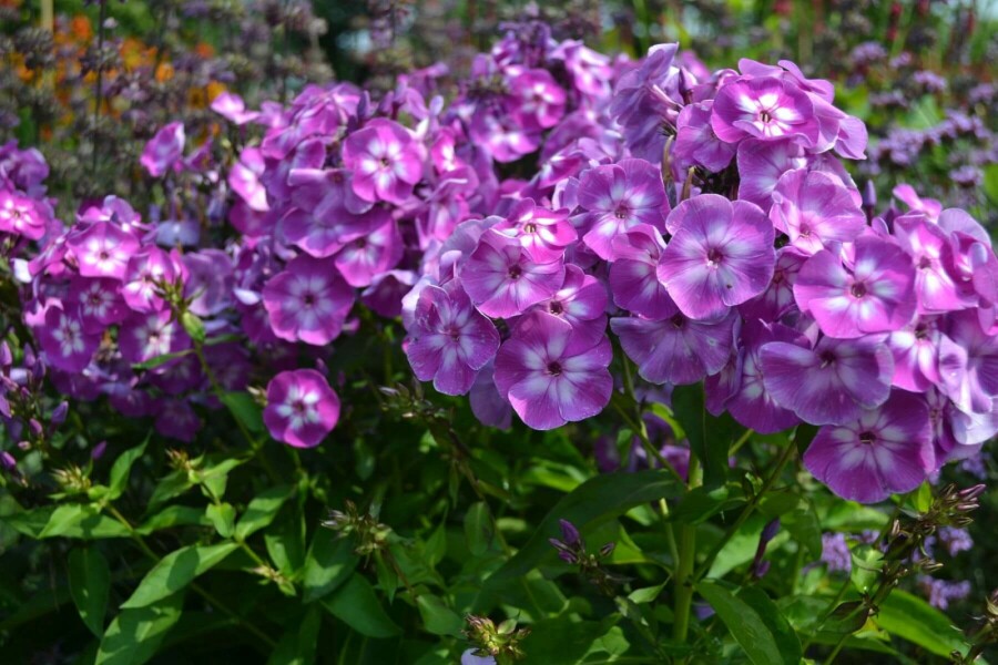 Perennial phlox Phlox paniculata 'Laura' 5-10 pot P9 Phlox paniculata 'Laura'