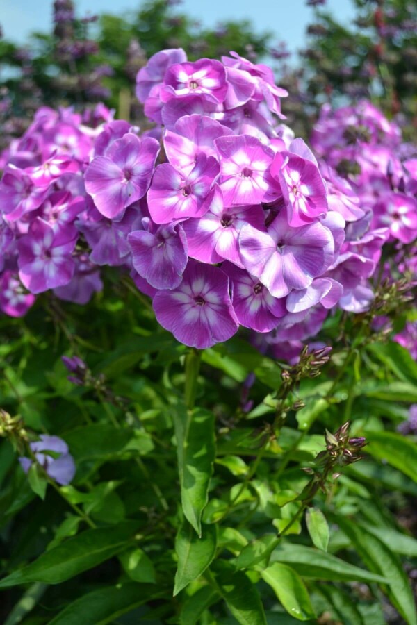 Perennial phlox Phlox paniculata 'Laura' 5-10 pot P9 Phlox paniculata 'Laura'