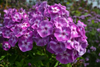 Perennial phlox Phlox paniculata 'Laura' 5-10 pot P9 Phlox paniculata 'Laura'