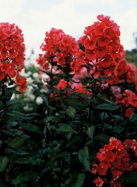 Perennial phlox Phlox paniculata 'Starfire' 5-10 pot P9 Phlox paniculata 'Starfire'