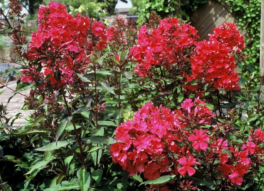 Perennial phlox Phlox paniculata 'Starfire' 5-10 pot P9 Phlox paniculata 'Starfire'
